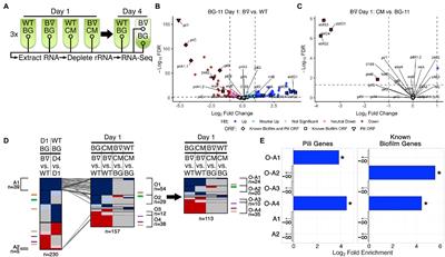 Transcriptomic and Phenomic Investigations Reveal Elements in Biofilm Repression and Formation in the Cyanobacterium Synechococcus elongatus PCC 7942